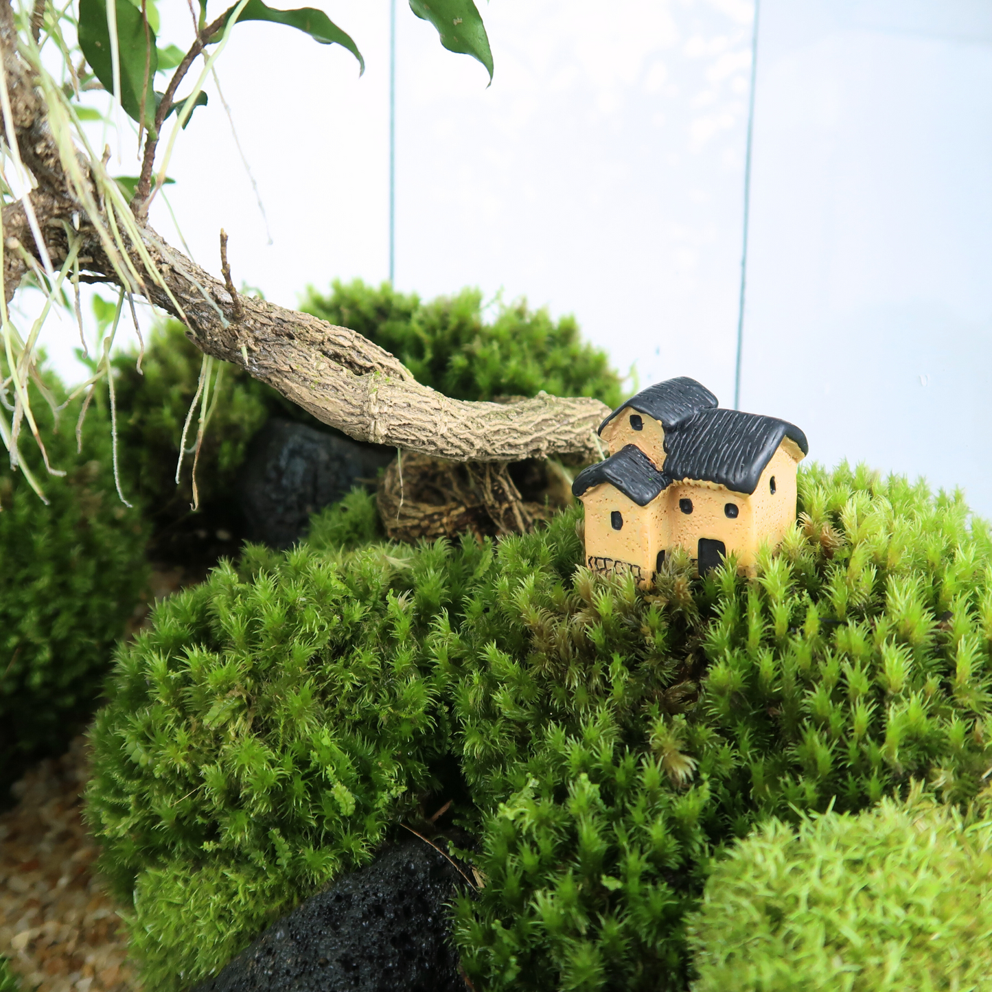 8 Side Terrarium Series