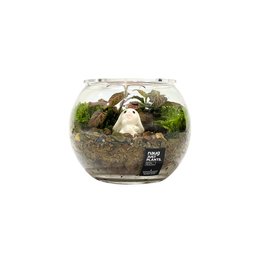 Basic Bowl Terrarium Series