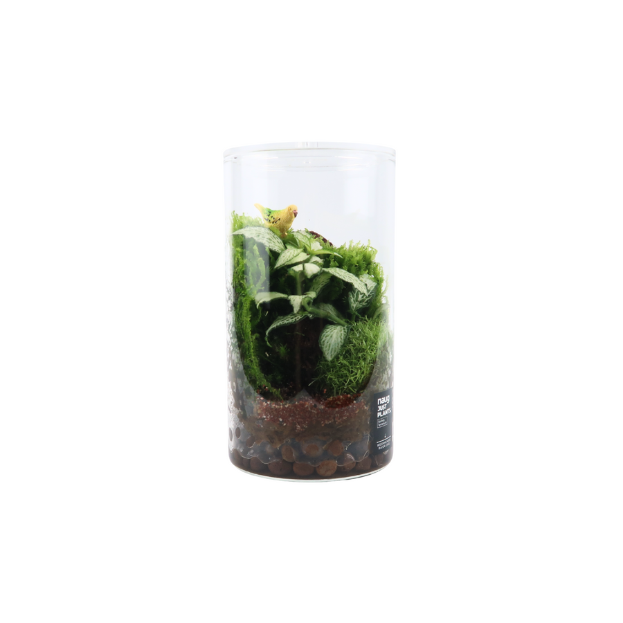 Cylinder Terrarium 8.5CM x 15CM