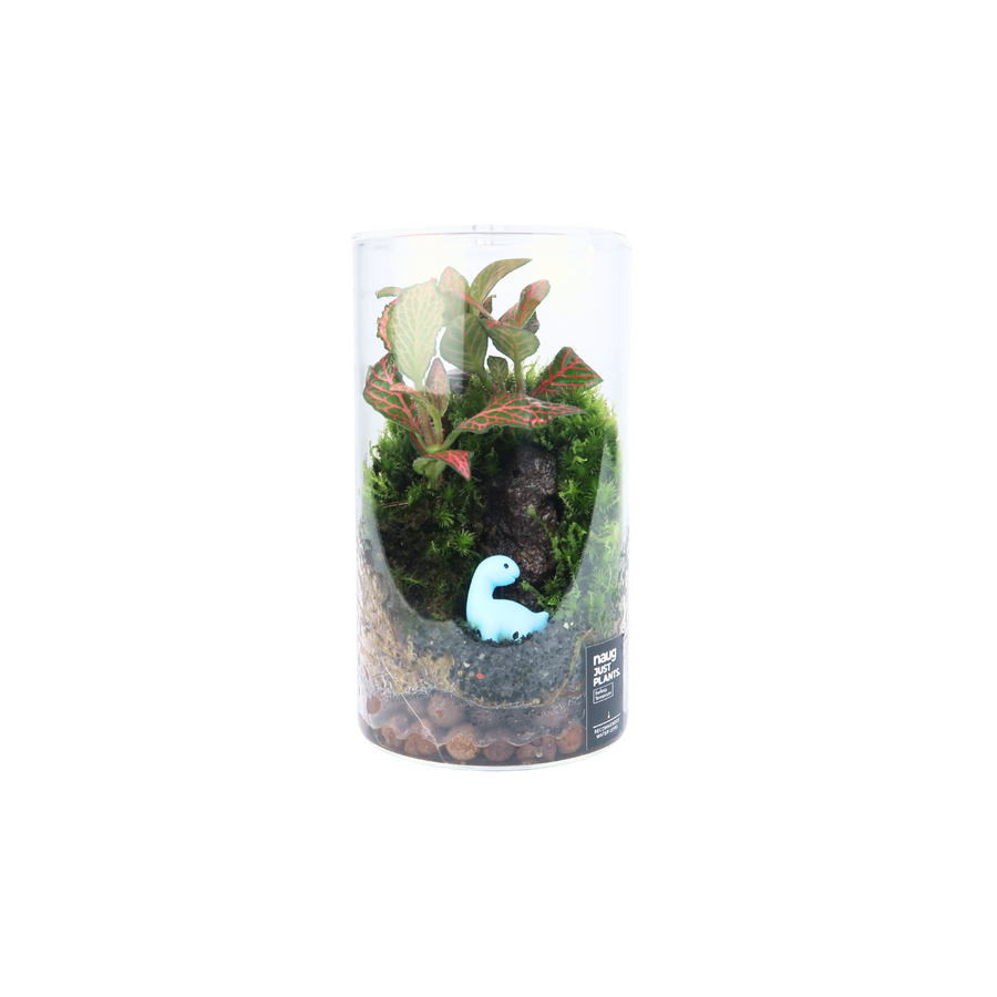 Cylinder Terrarium 8.5CM x 15CM