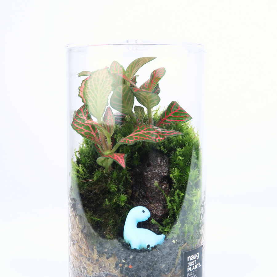 Cylinder Terrarium 8.5CM x 15CM
