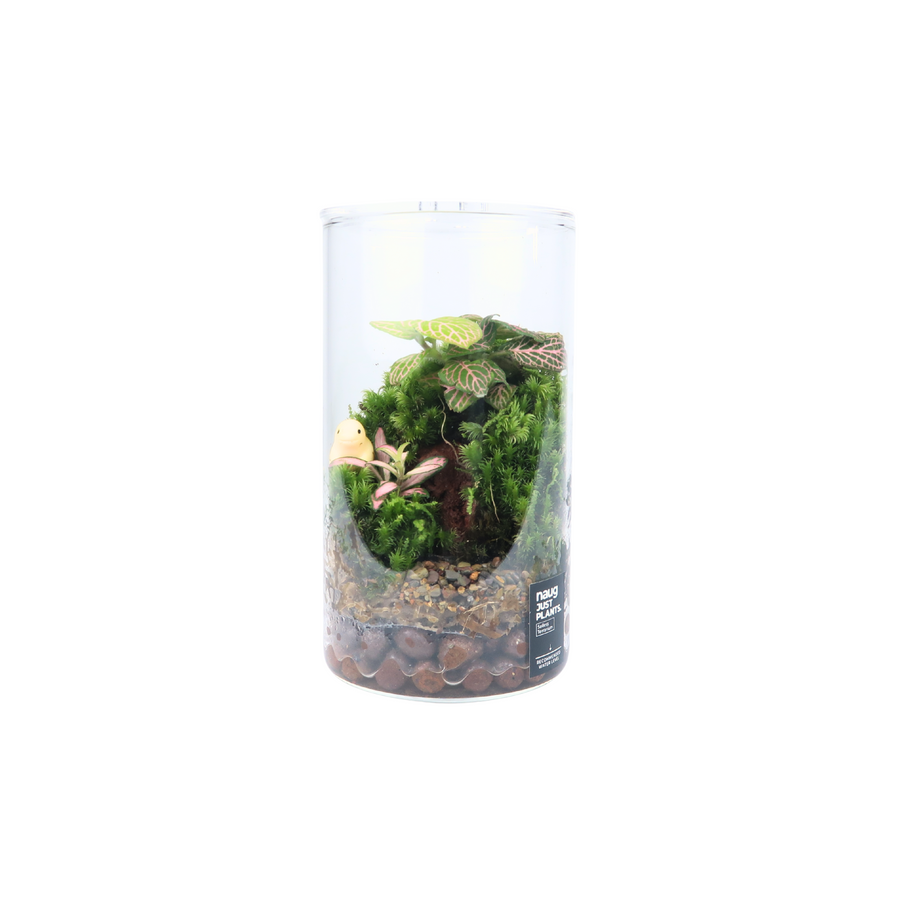 Cylinder Terrarium 8.5CM x 15CM