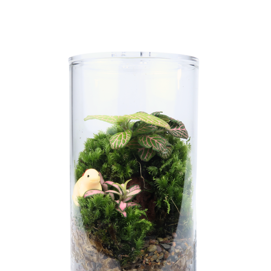Cylinder Terrarium 8.5CM x 15CM
