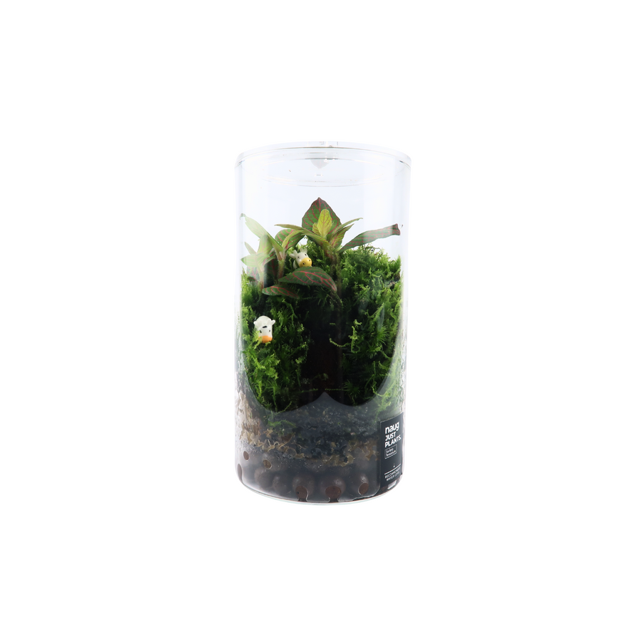 Cylinder Terrarium 8.5CM x 15CM
