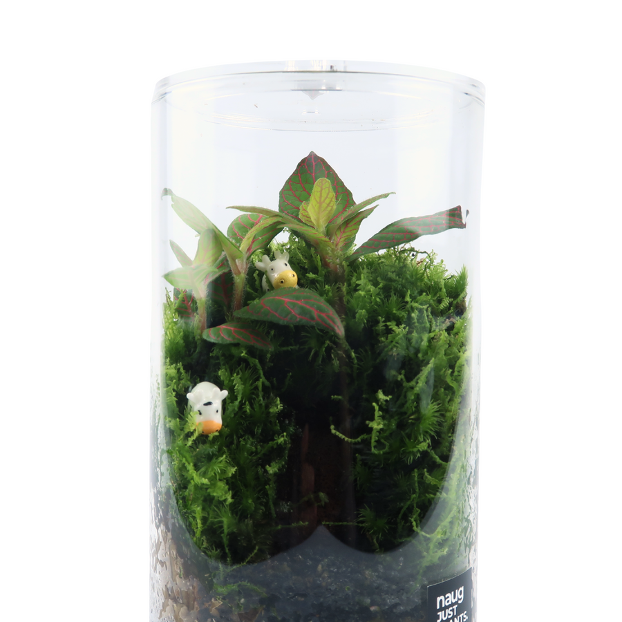Cylinder Terrarium 8.5CM x 15CM