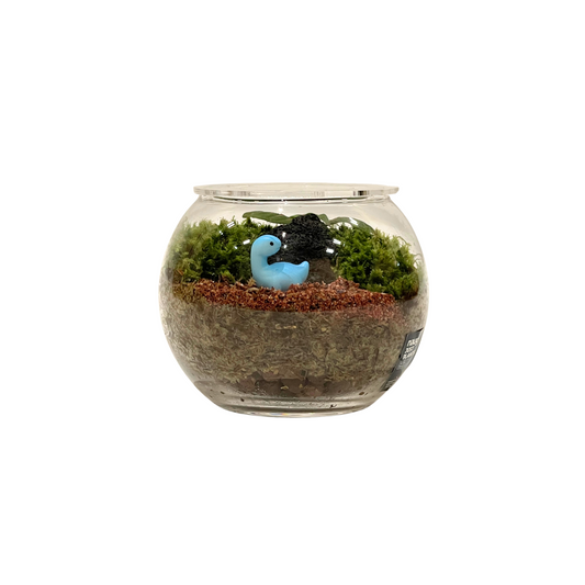 Basic Bowl Terrarium Series