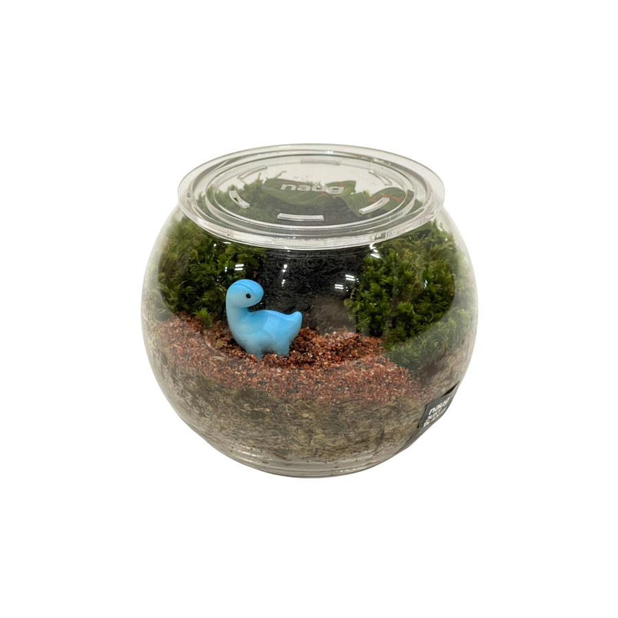 Bowl Terrarium 12CM x 9.5CM