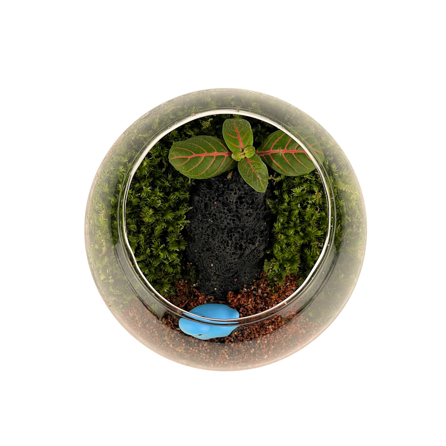 Bowl Terrarium 12CM x 9.5CM