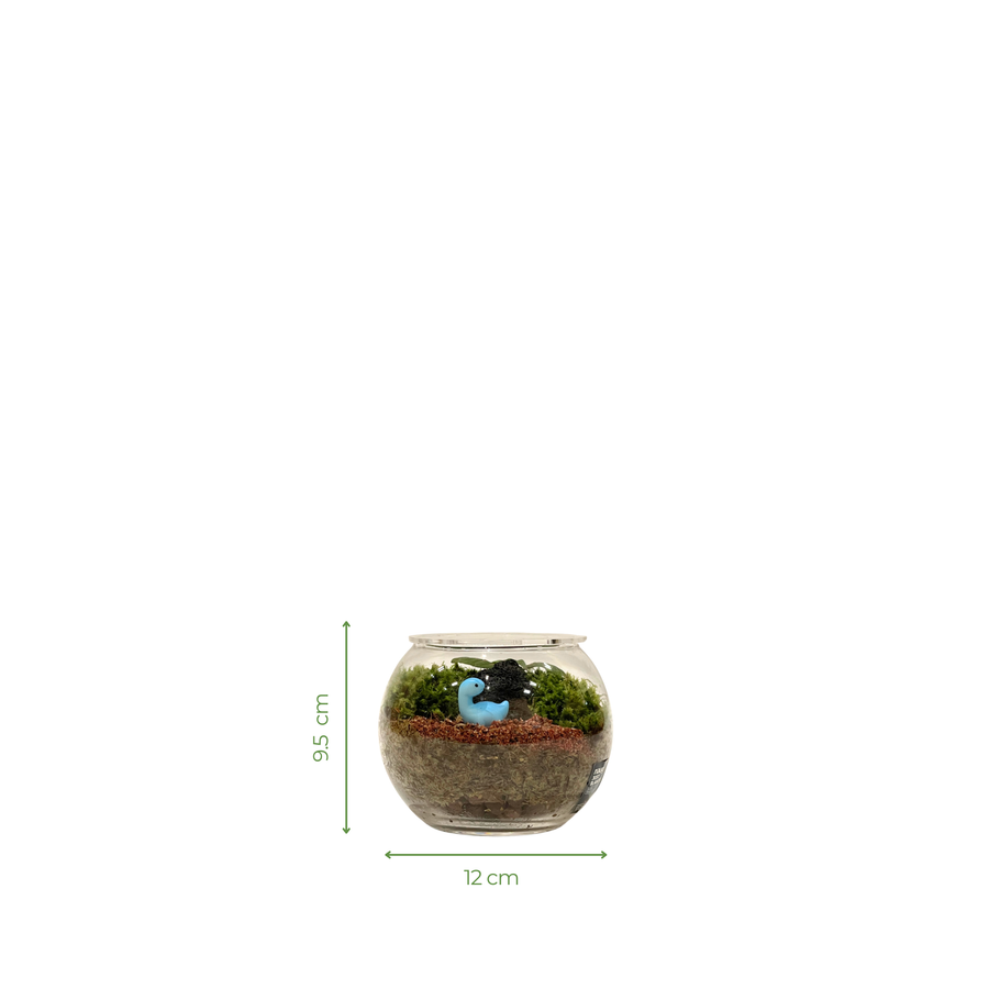 Bowl Terrarium 12CM x 9.5CM