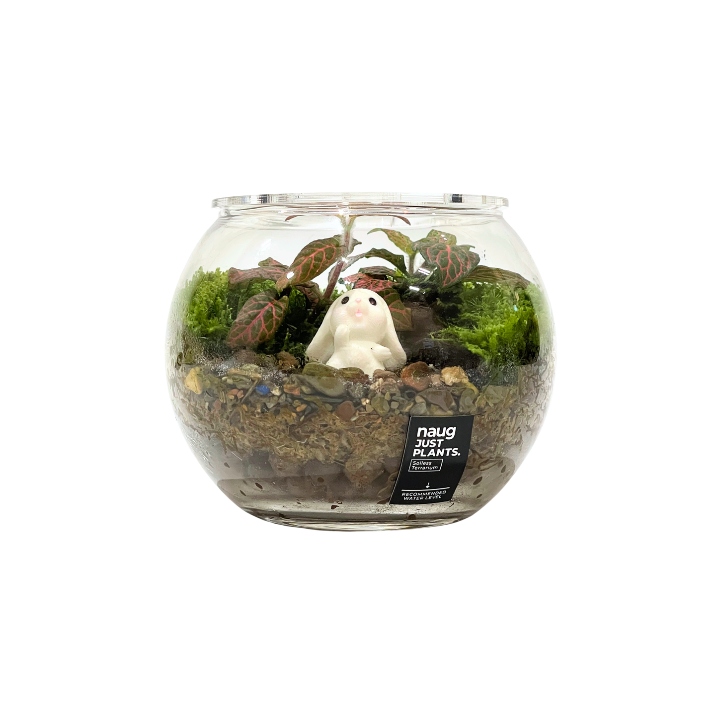 Bowl Terrarium 12CM x 9.5CM
