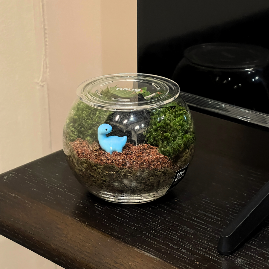 Bowl Terrarium 12CM x 9.5CM