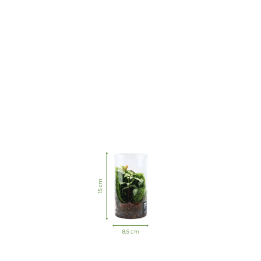 Basic Cylinder Terrarium Series