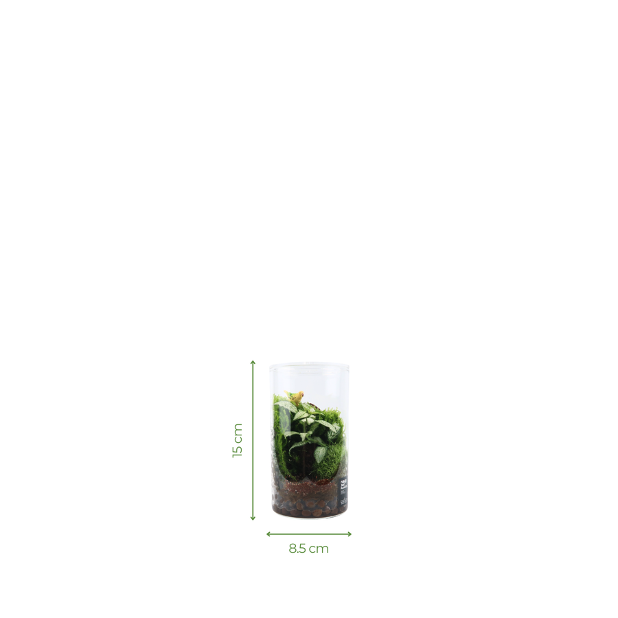 Cylinder Terrarium 8.5CM x 15CM