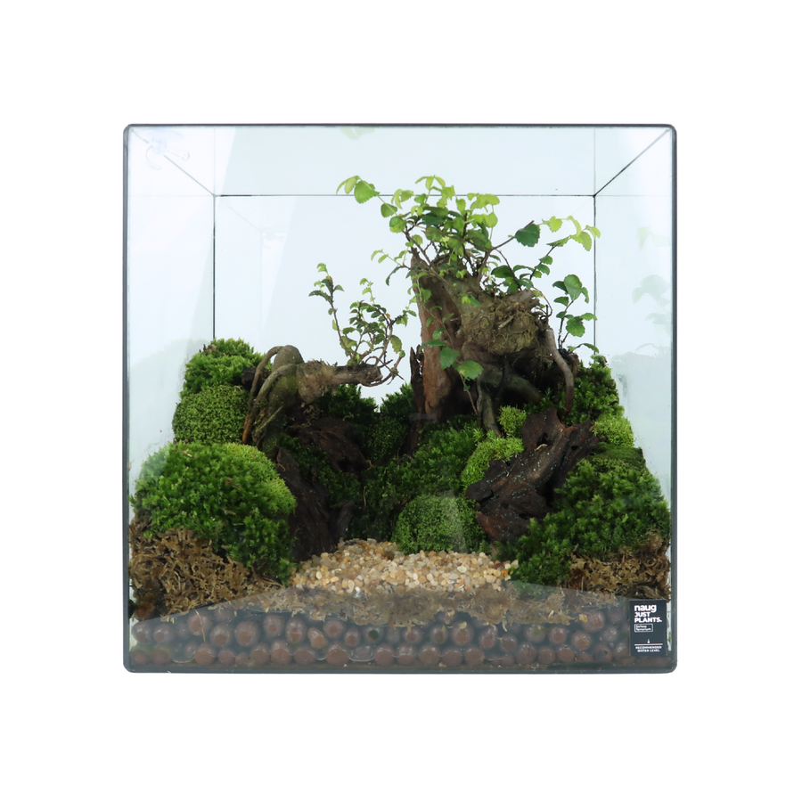 Rectangle Terrarium 30CM x 20CM x 30CM