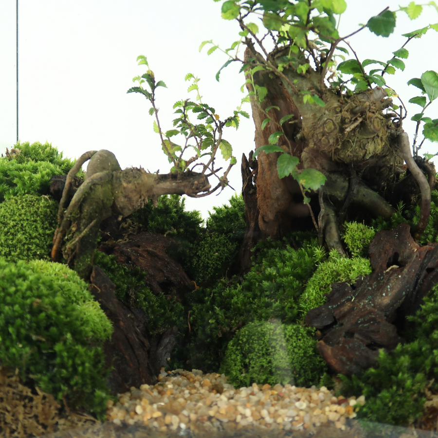 Rectangle Terrarium 30CM x 20CM x 30CM