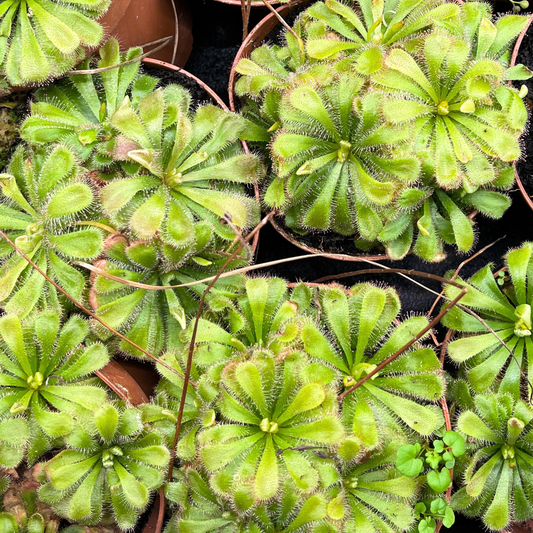 Carnivorous Plant - Drosera Aliciae
