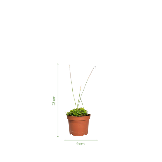 Carnivorous Plant - Drosera Capensis