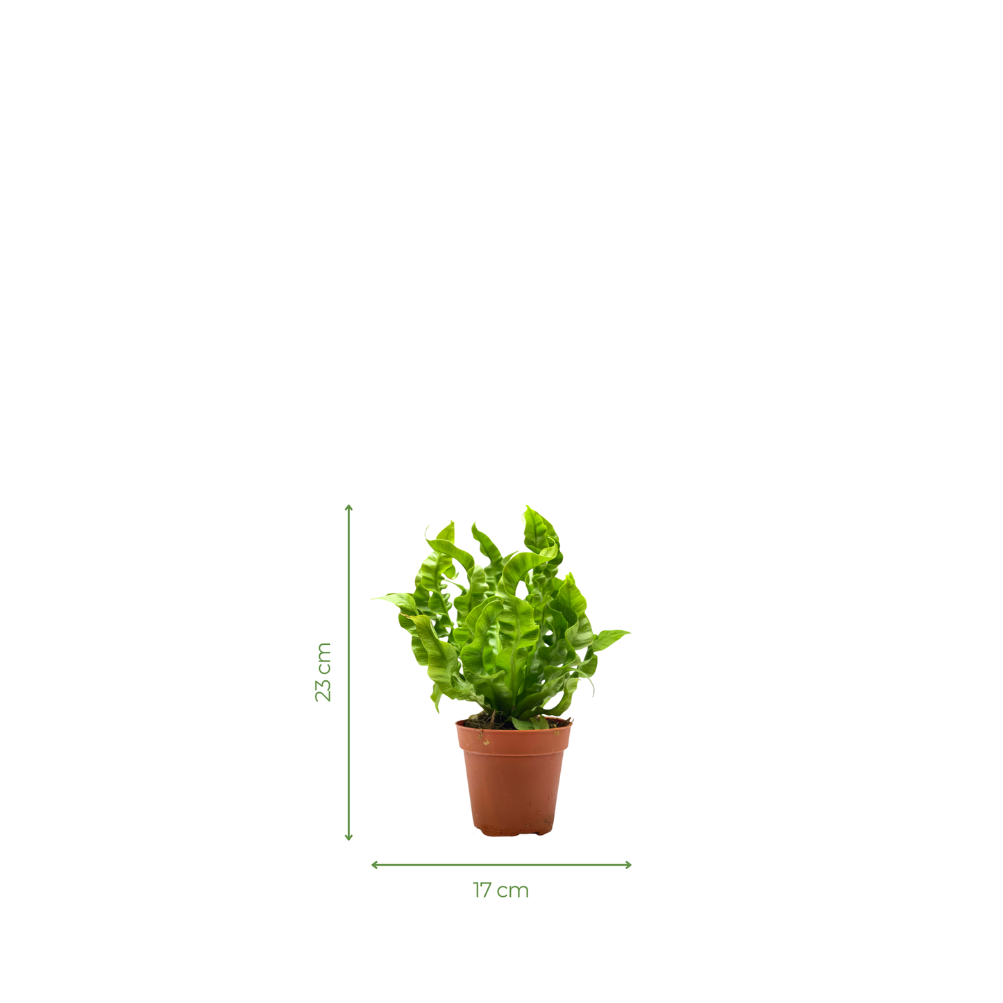 Fern Plant - Asplenium Crispy Wave Fern