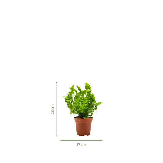 Fern Plant - Asplenium Crispy Wave Fern