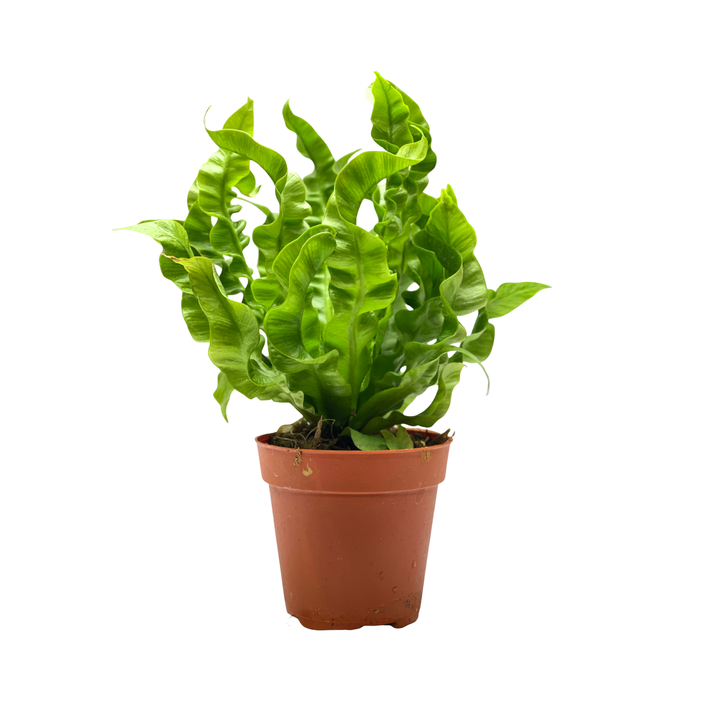 Fern Plant - Asplenium Crispy Wave Fern