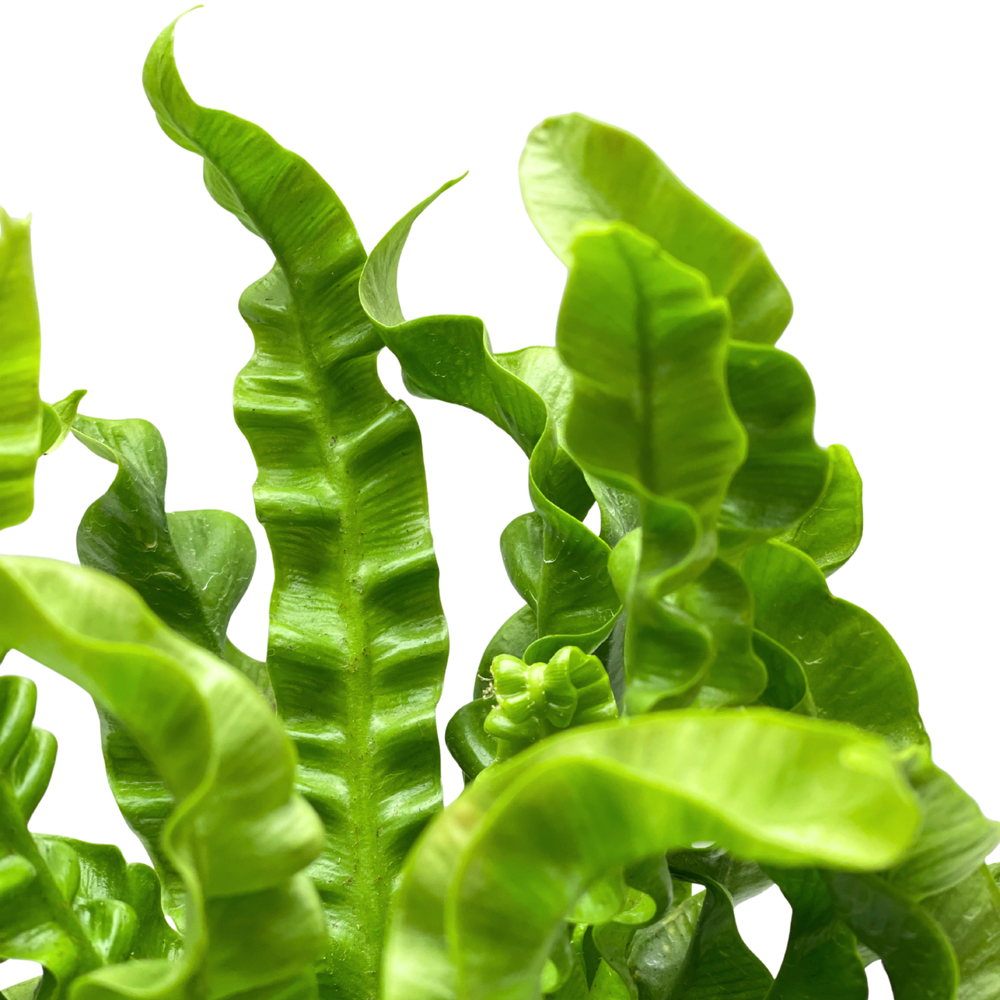 Fern Plant - Asplenium Crispy Wave Fern