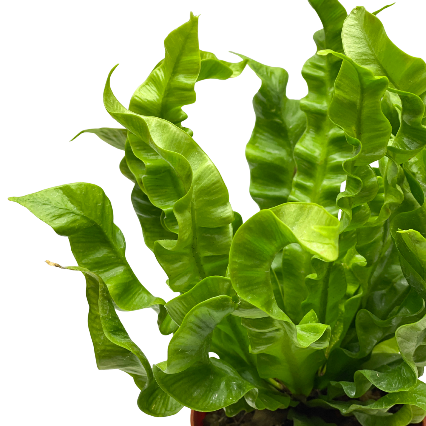 Fern Plant - Asplenium Crispy Wave Fern