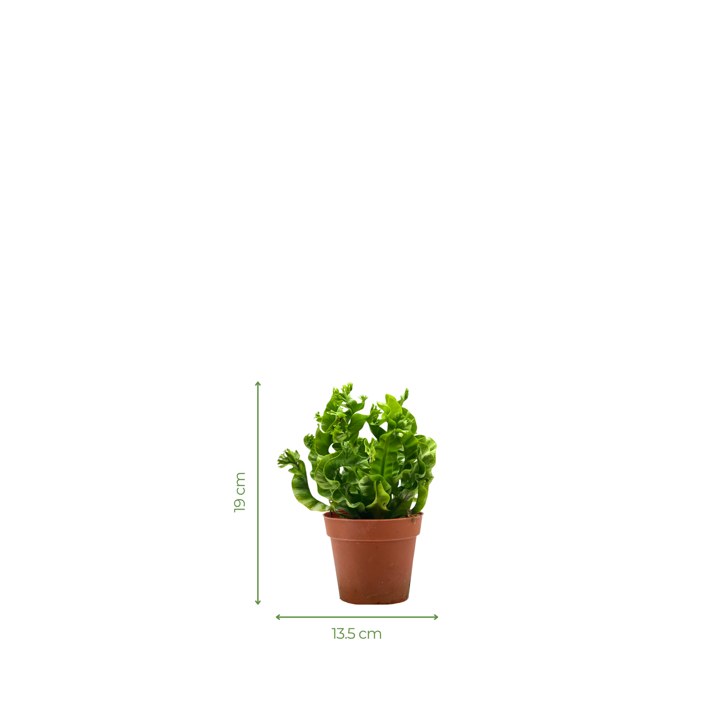 Fern Plant - Asplenium Nidus Fern