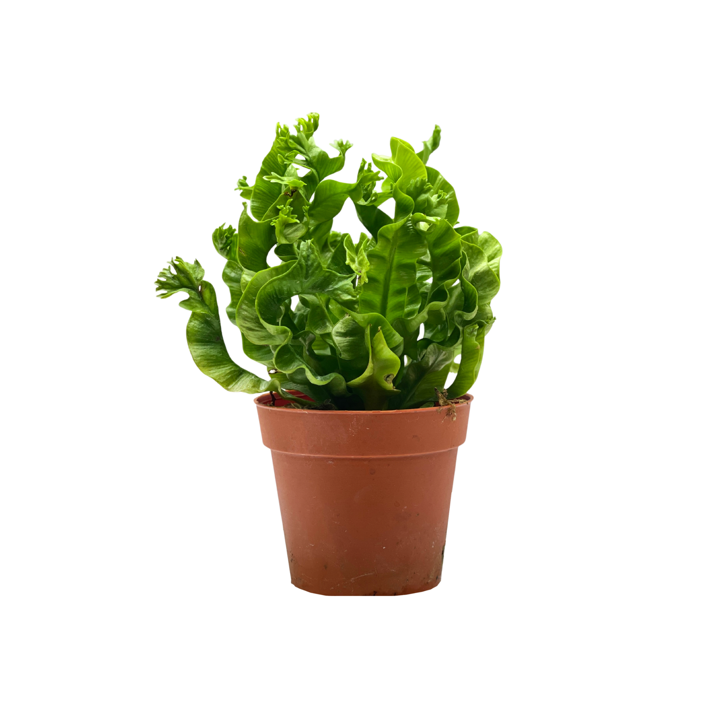 Fern Plant - Asplenium Nidus Fern