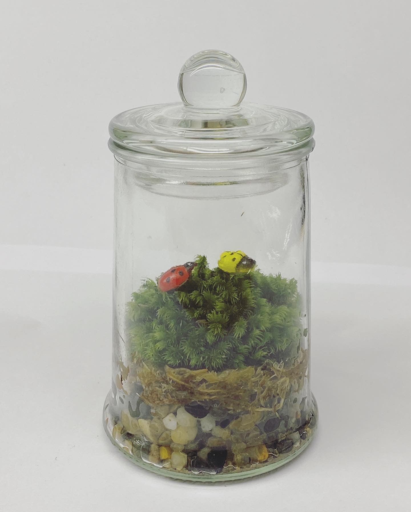 Standard Terrarium Jar