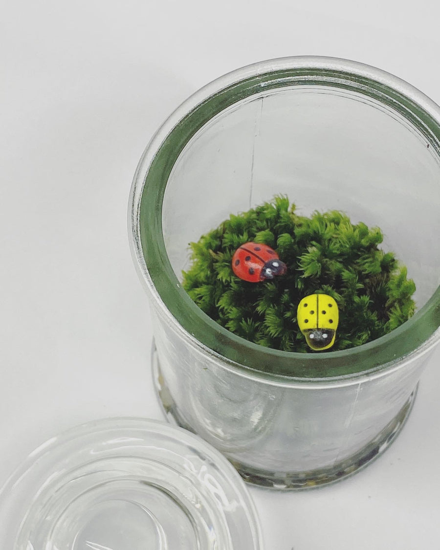 Standard Terrarium Jar 6CM x 12CM
