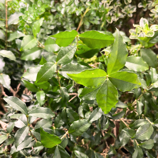 Bonsai Plant - Barbados Cherry