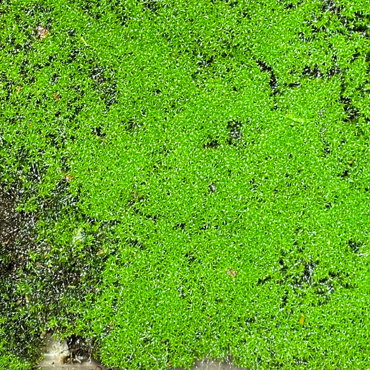 Live Moss - Blossom Moss