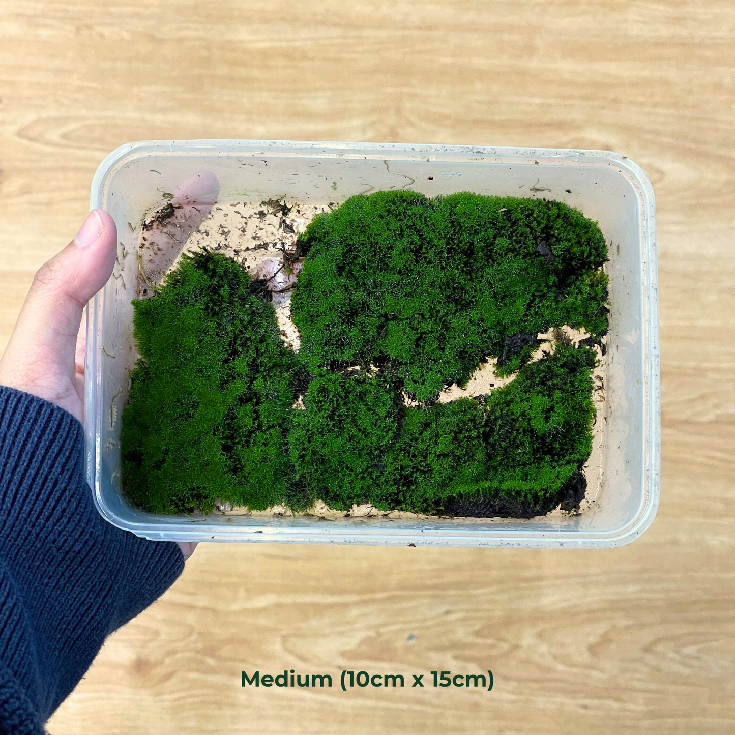 Live Moss - Blossom Moss