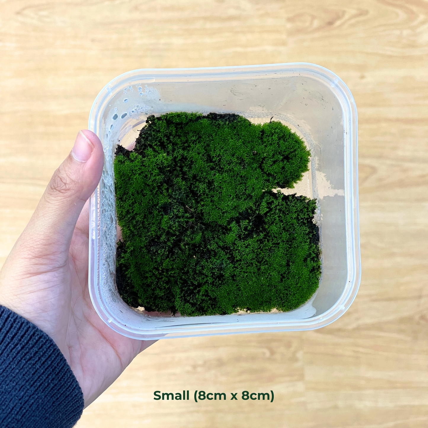 Live Moss - Blossom Moss