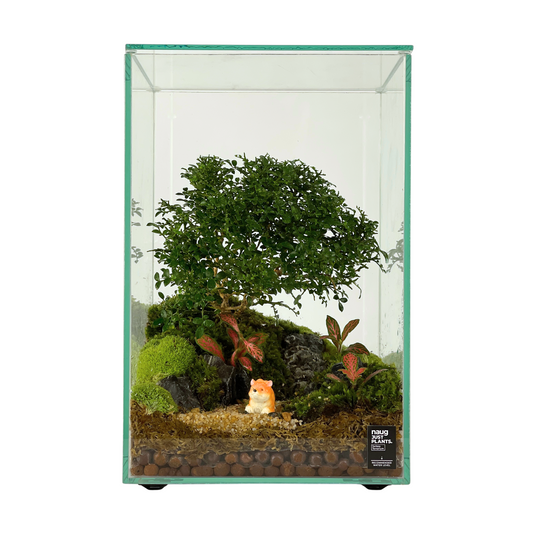 Bonsai Terrarium Series