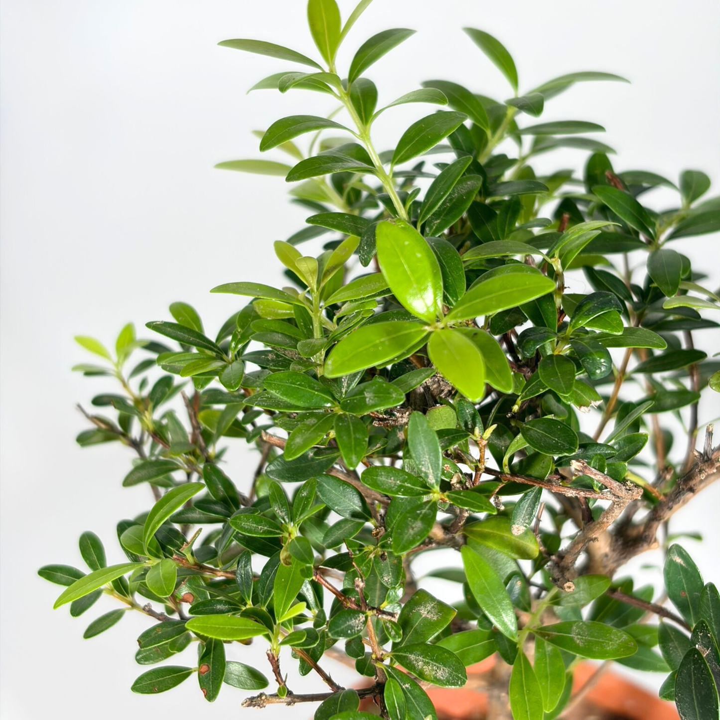 Bonsai Plant - Boxleaf Eugenia