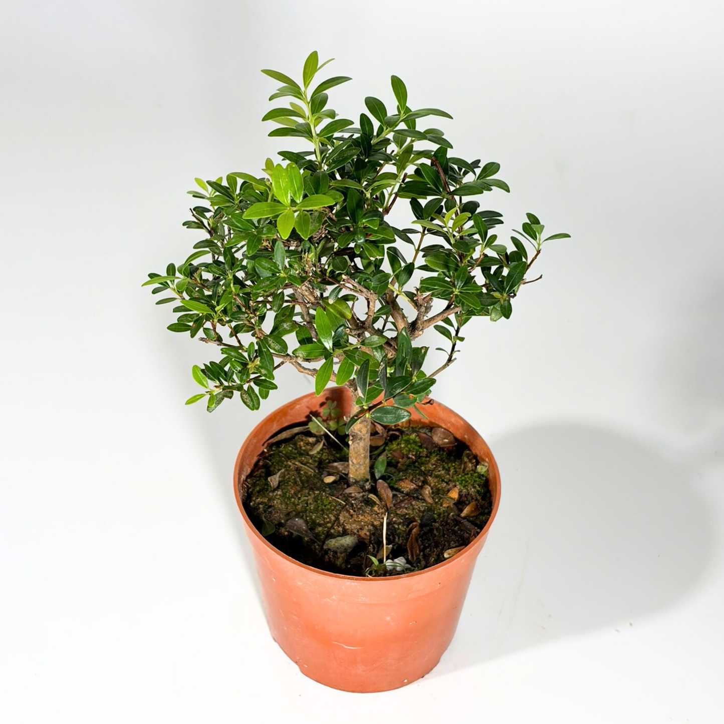 Bonsai Plant - Boxleaf Eugenia