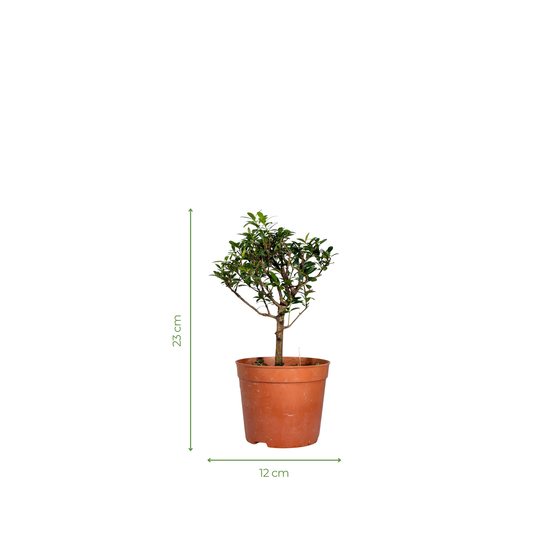 Bonsai Plant - Boxleaf Eugenia