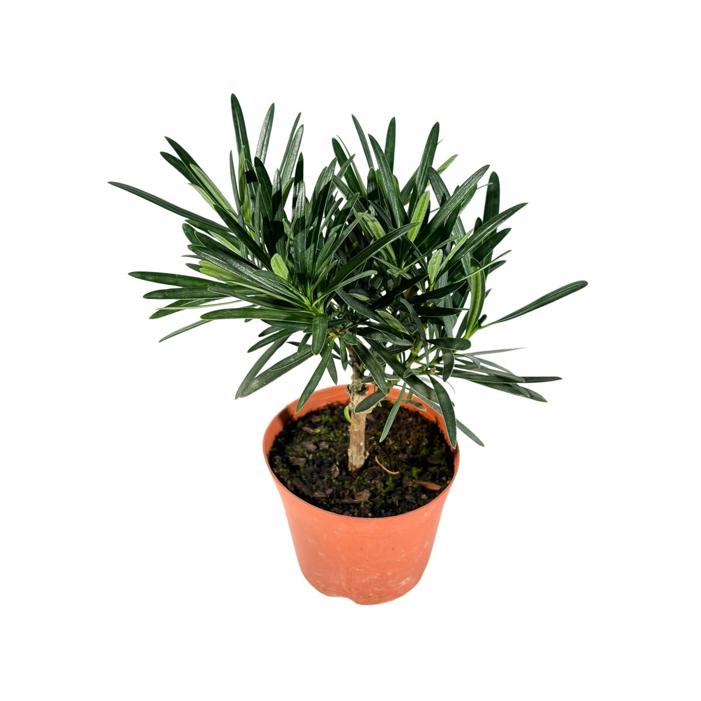 Bonsai Plant - Buddhist Pine