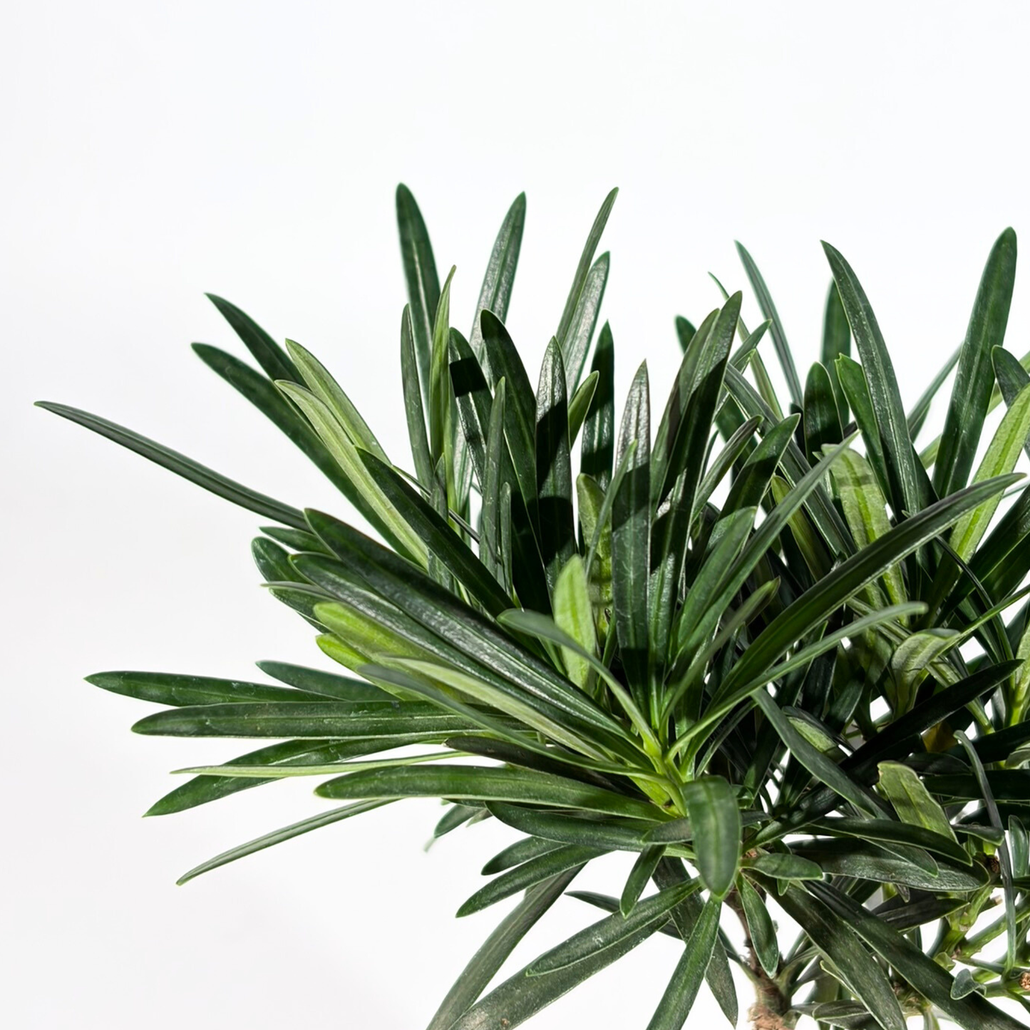 Bonsai Plant - Buddhist Pine