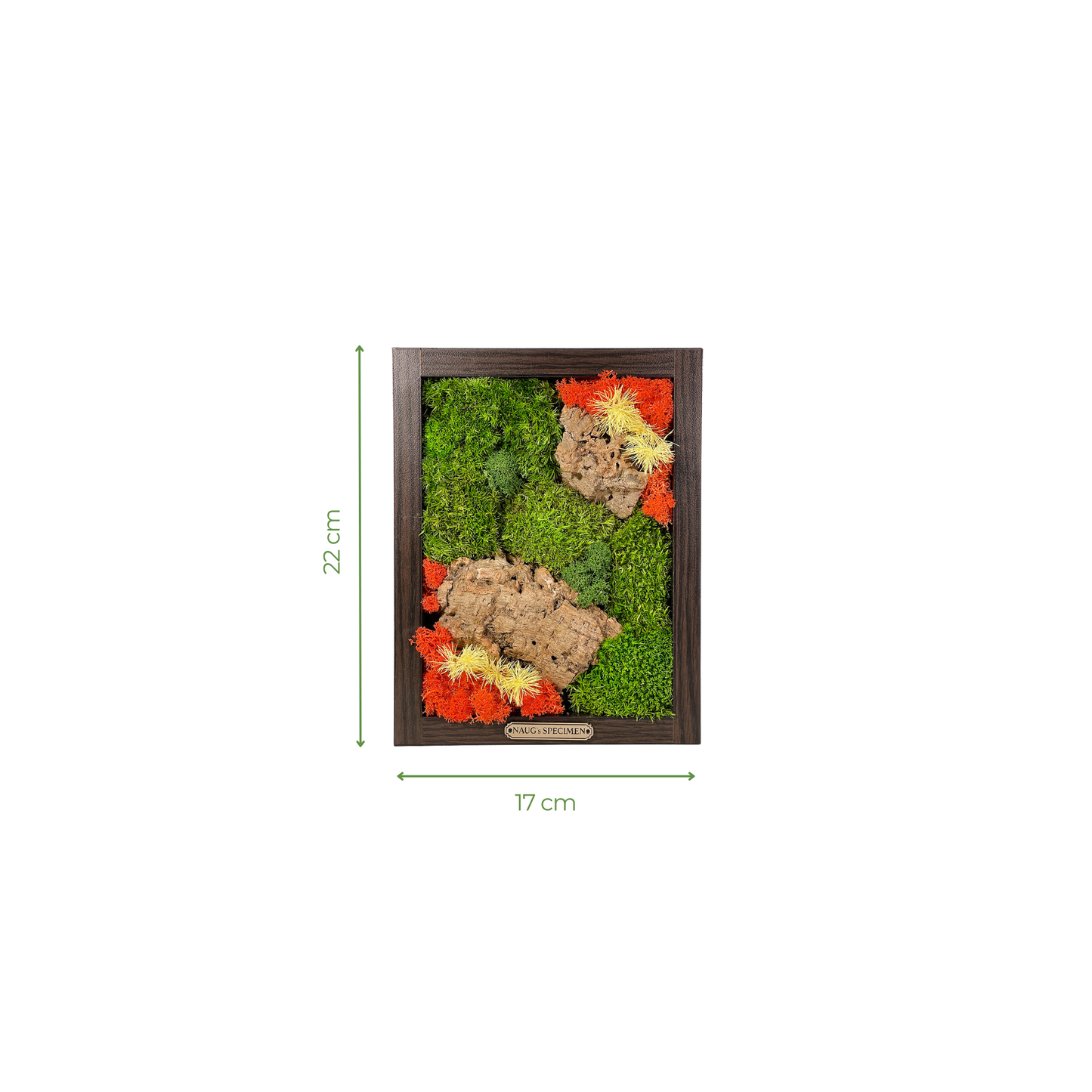 Preserved Moss Frame with Cork Bark 22CM x 17CM