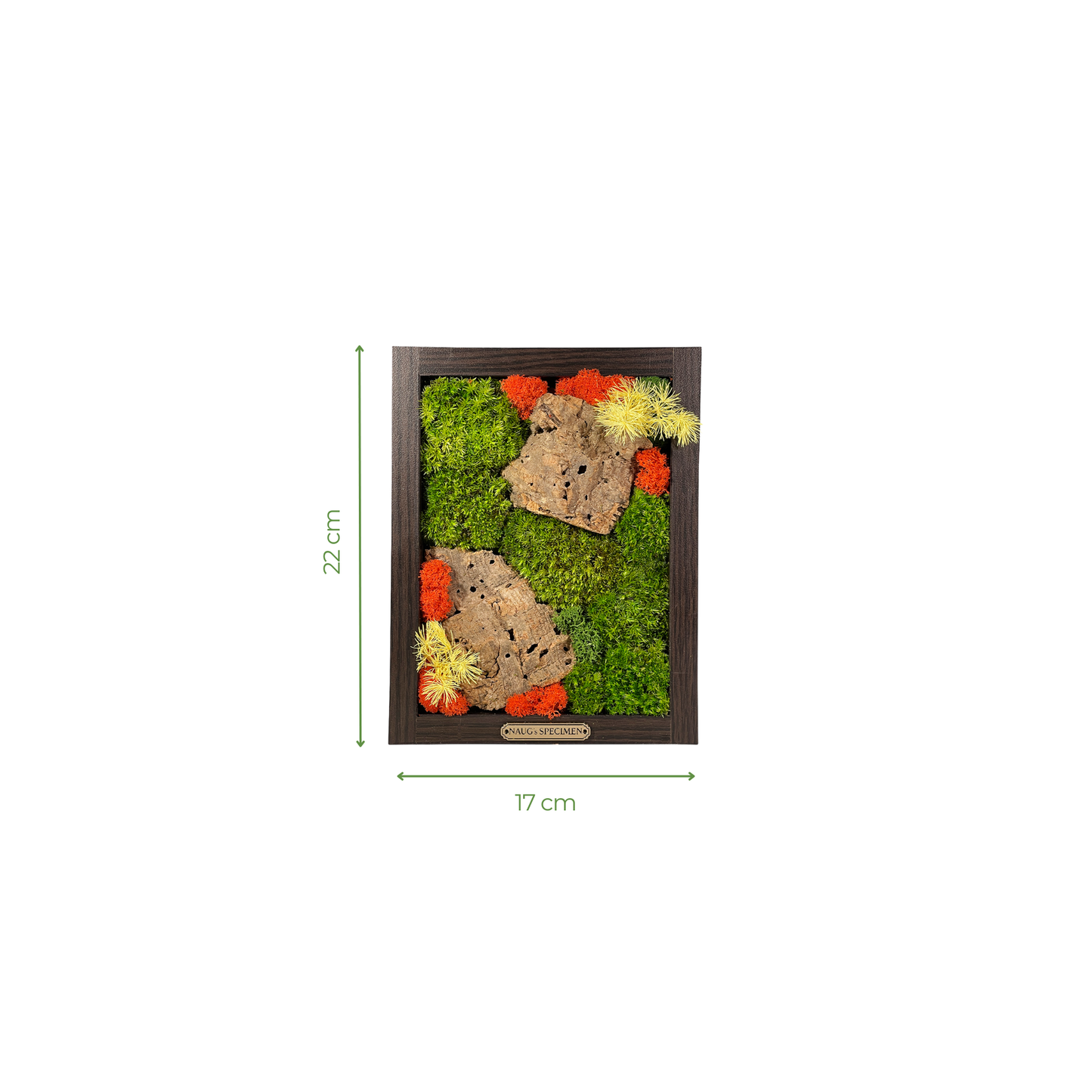 Preserved Moss Frame with Cork Bark 22CM x 17CM