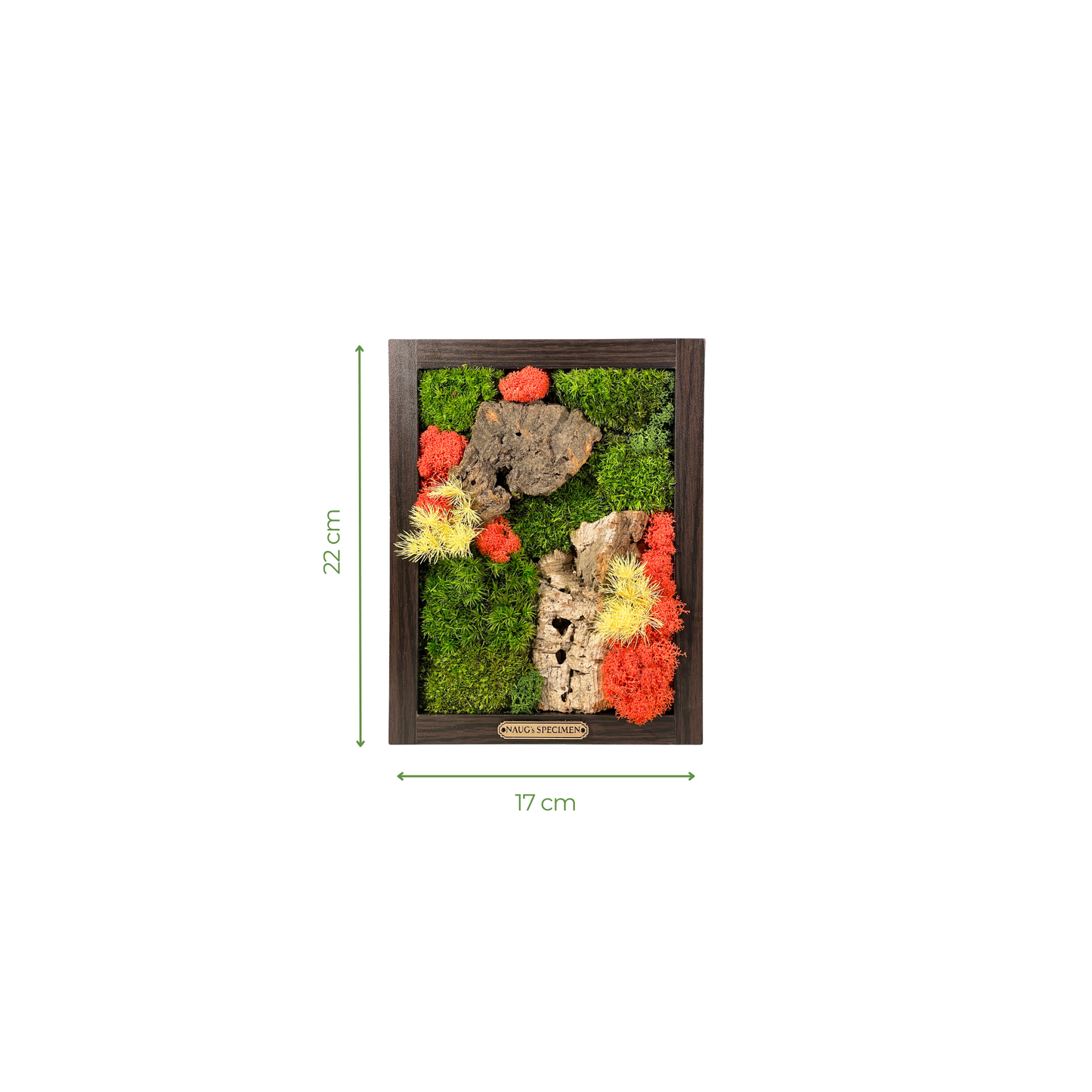Preserved Moss Frame with Cork Bark 22CM x 17CM