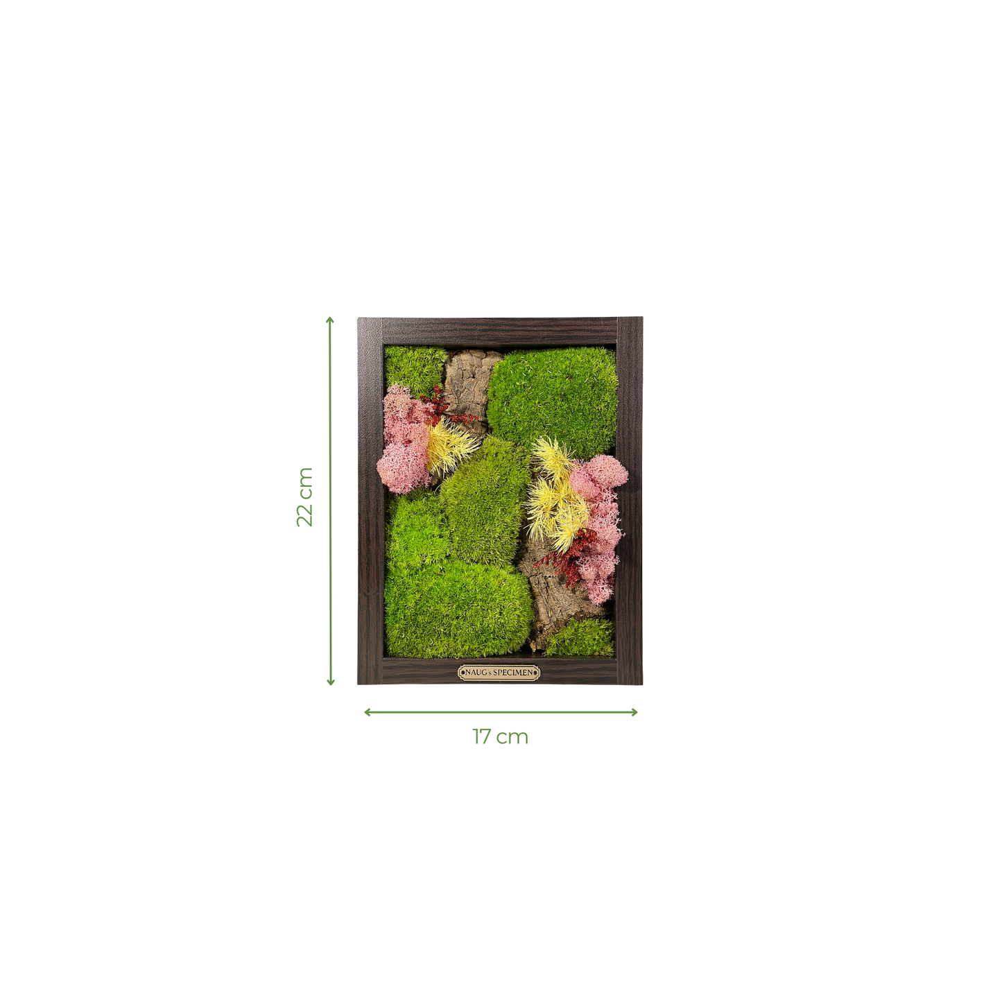 Preserved Moss Frame with Cork Bark 22CM x 17CM