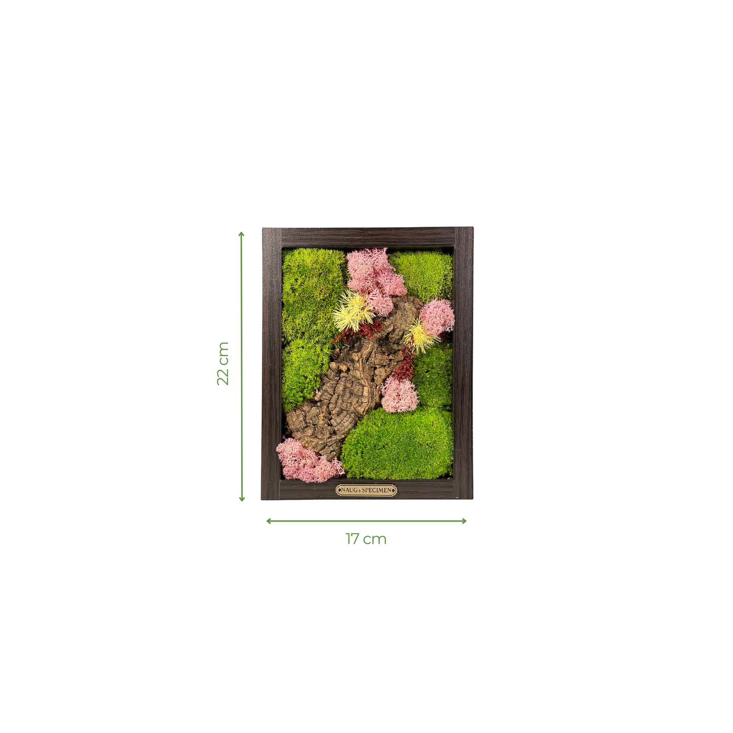 Preserved Moss Frame with Cork Bark 22CM x 17CM