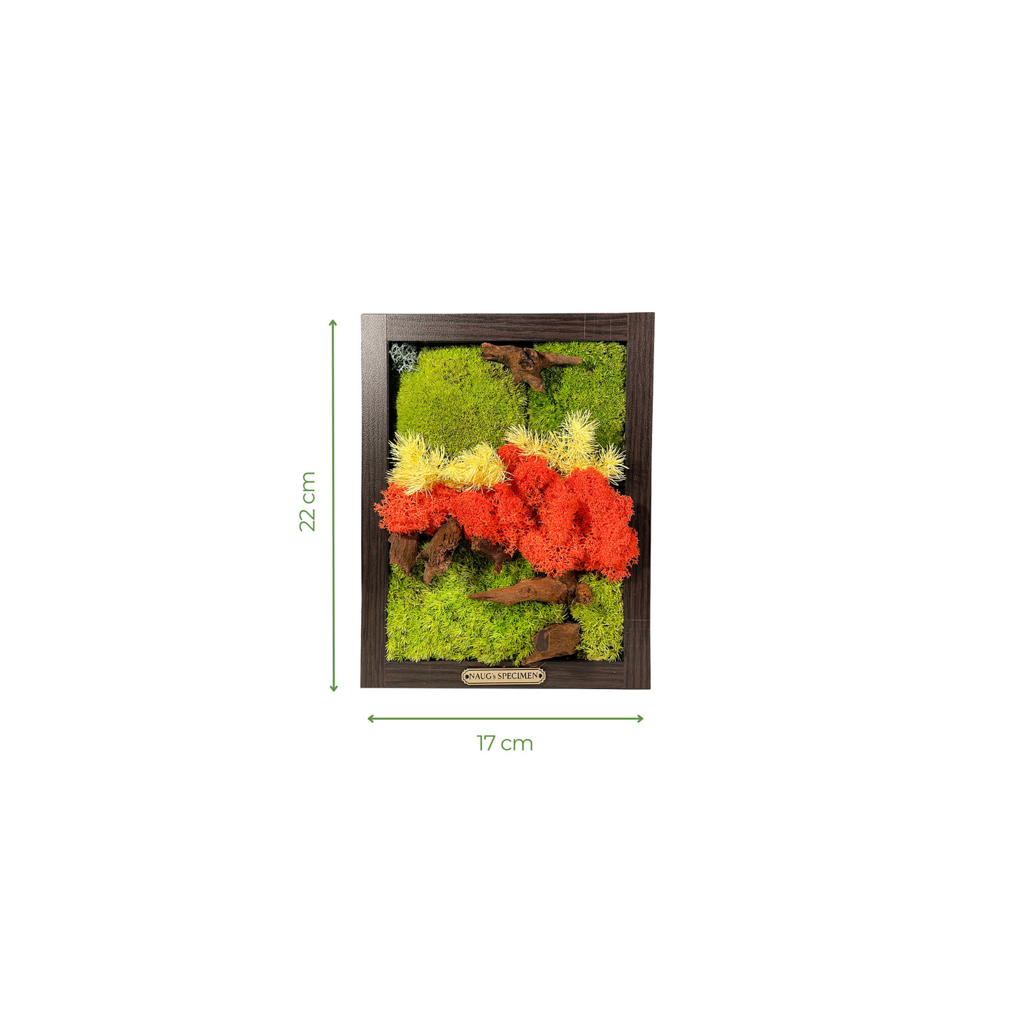 Preserved Moss Frame with Driftwood 22CM x 17CM