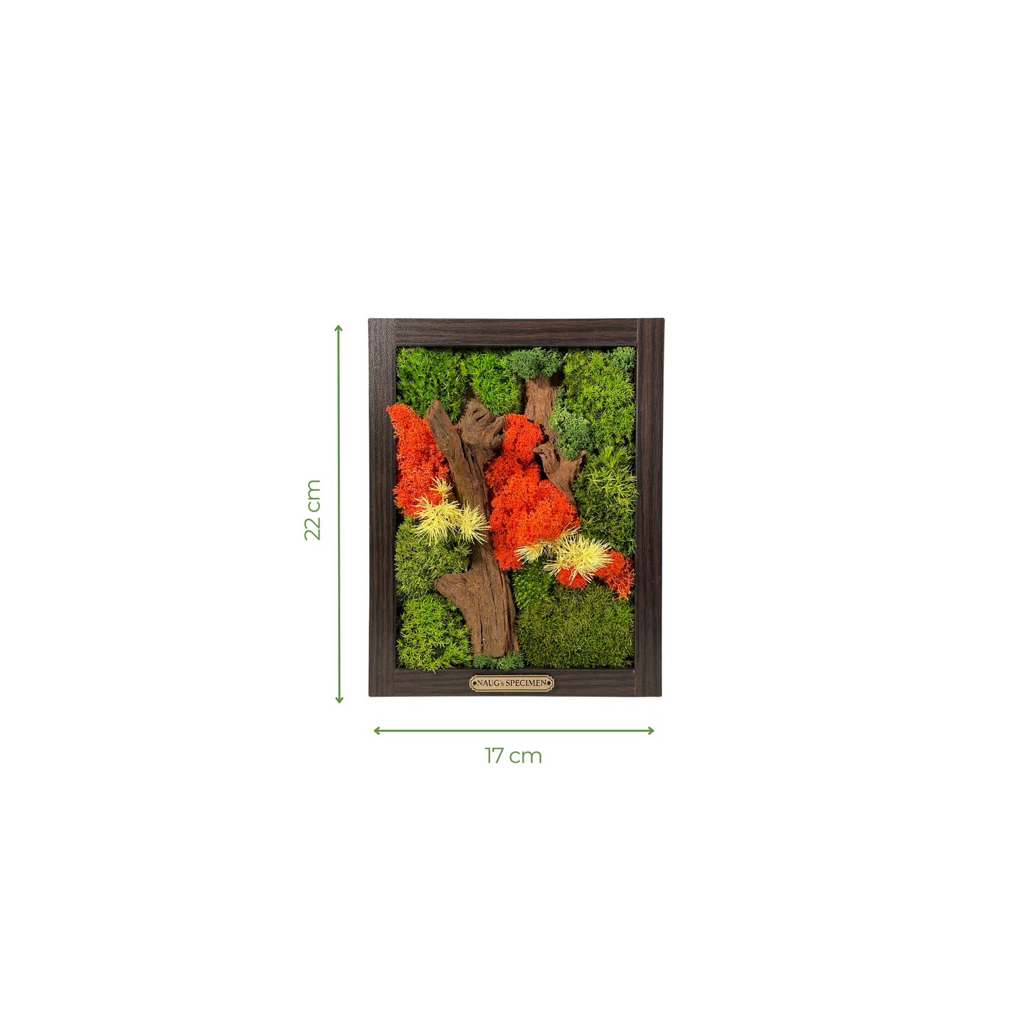 Preserved Moss Frame with Driftwood 22CM x 17CM