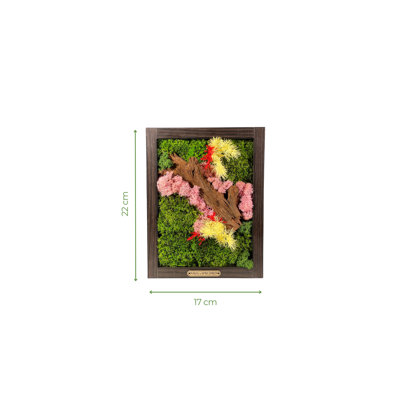 Preserved Moss Frame with Driftwood 22CM x 17CM