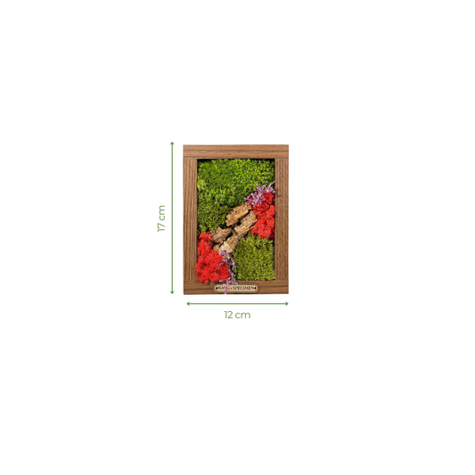 Preserved Moss Frame with Cork Bark 17CM x 12CM