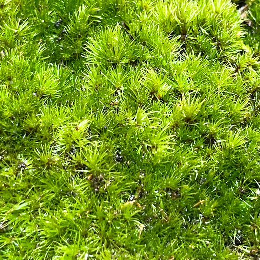 Live Moss - Campylopus Moss